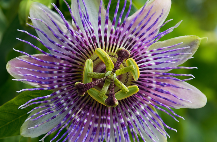 PASIFLORA